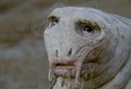 CaterwaulSM