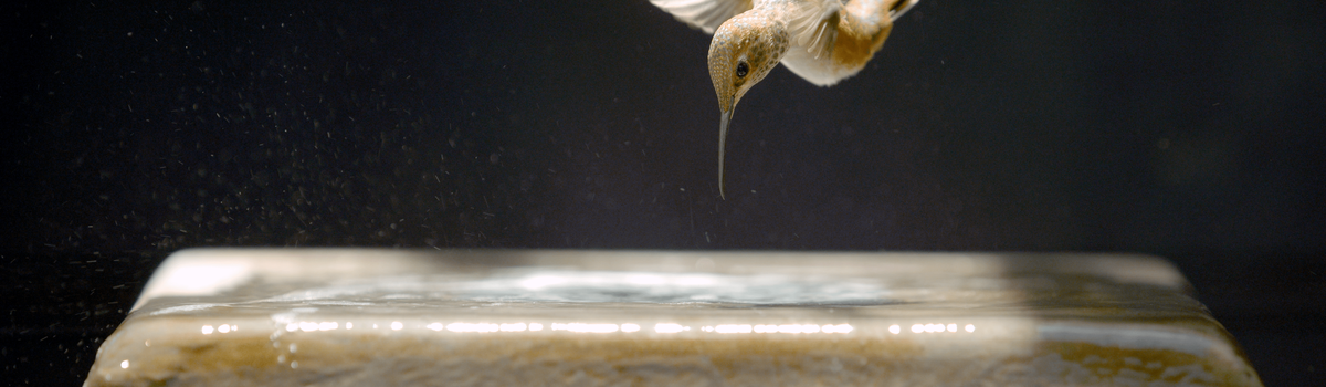 6530-ELT_PubStill-_1_727_2-min