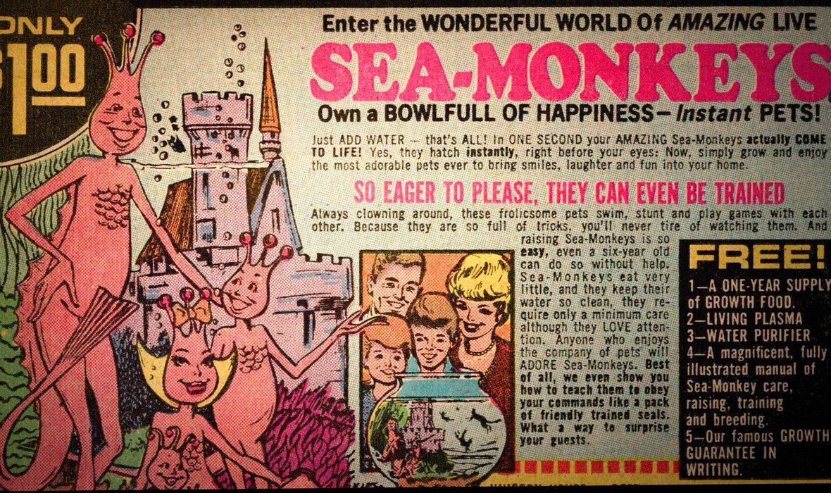 Sea_Monkeys_4