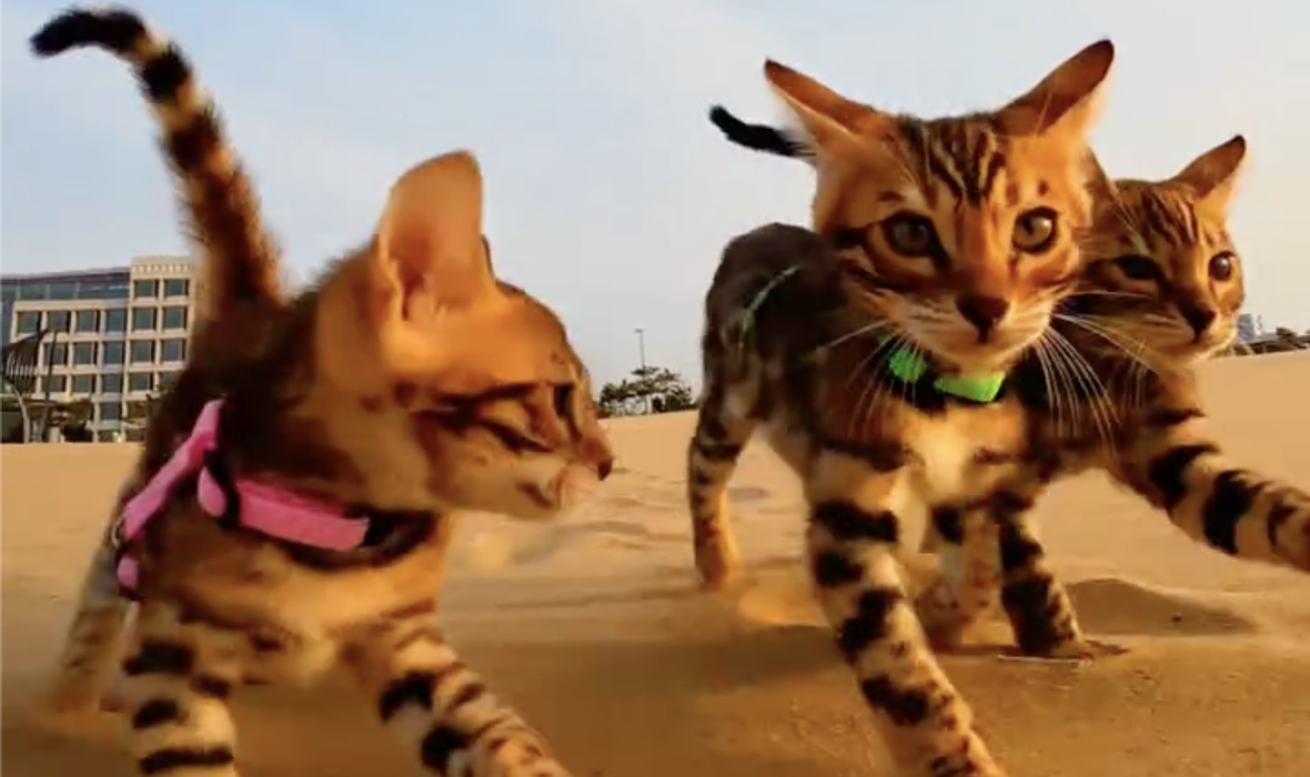 bengal_kittens