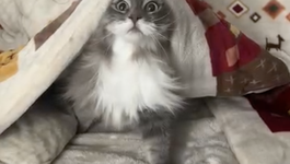 CATVIDEOFEST is back!