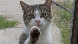 CUTE CAT VIDEOS?! CATVIDEOFEST RETURNS!