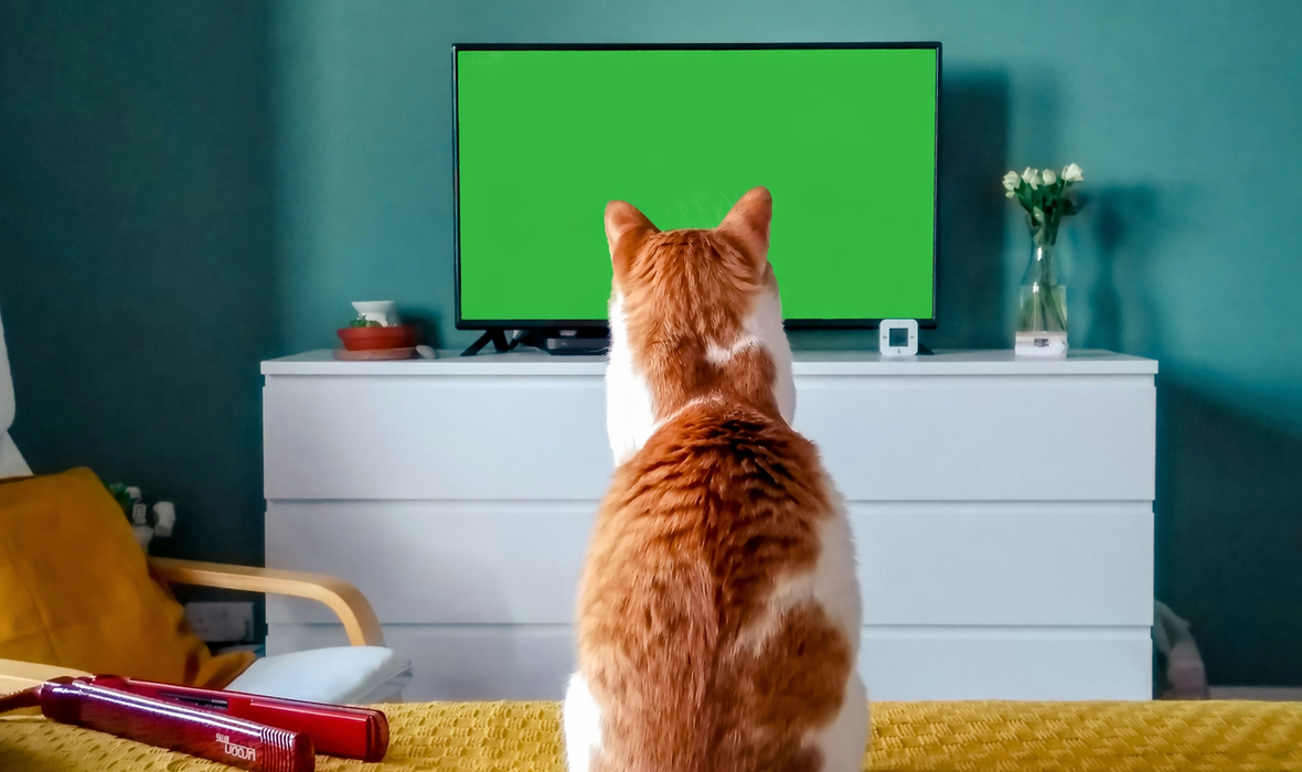 cat_watching_tv_green