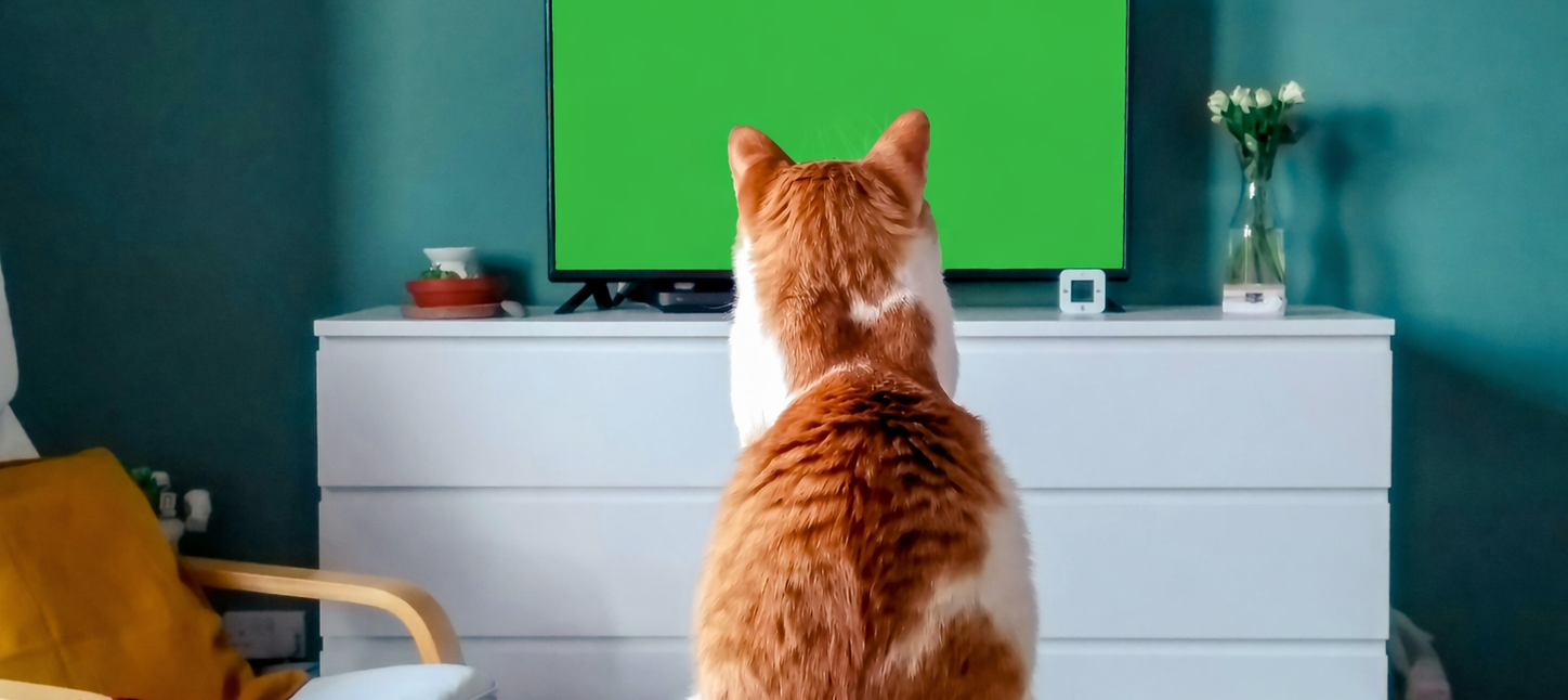 CATVIDEOFEST